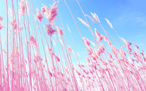 Standing At The Vibrant Pink Field Wallpaper