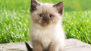 Standing Baby Animal Kitten Wallpaper