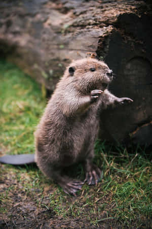 Standing Beaver Near Log Wallpaper