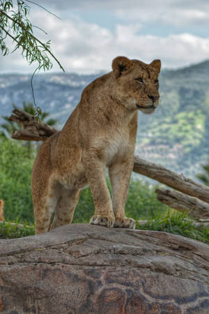 Standing Lion Predator Wallpaper