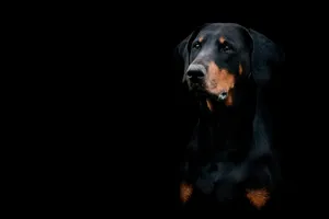 Standing Loyal And Proud Wallpaper