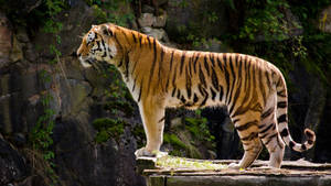 Standing Tiger Side View Wallpaper