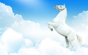 Standing White Horse On Clouds Wallpaper
