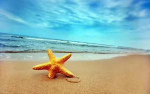 Star Fish On Ocean Wallpaper