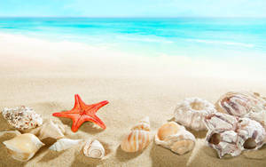 Starfish And Shells In Shore Wallpaper