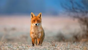 Staring Brown Fox Wallpaper