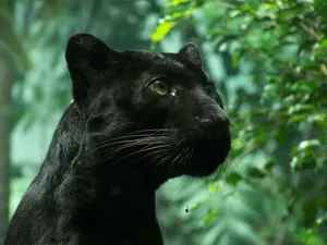 Staring Cute Black Panther Wallpaper