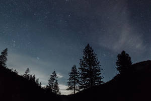 Starry Night And Pine Tree Silhouettes Wallpaper
