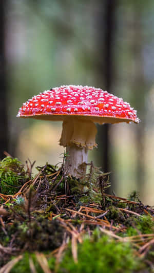 Stay Connected In Style With This Beautiful Mushroom Phone Wallpaper