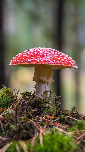 Stay Connected In Style With This Beautiful Mushroom Phone Wallpaper