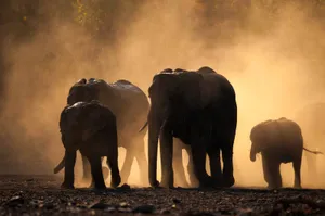 “stay Connected With Elephant Laptop!” Wallpaper