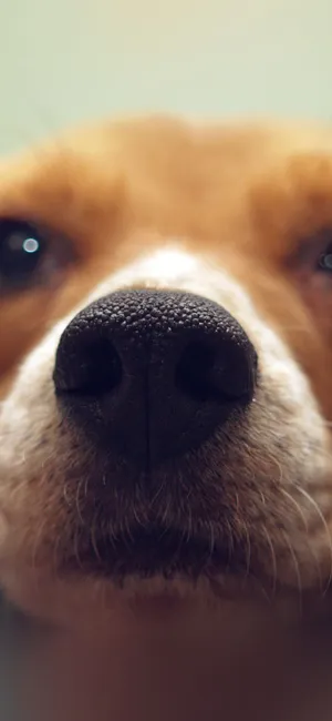Stay Connected With Your Fur Baby! Wallpaper