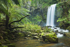 Step Into A Tropical Paradise With This Jungle Desktop Wallpaper Wallpaper