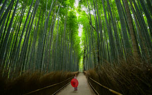 Step Into A Wondrous World In Arashiyama's Bamboo Grove, Japan Wallpaper