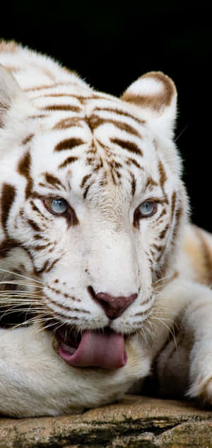Step Into The Wild With Tiger Phone Wallpaper