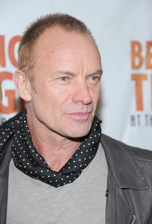 Sting Male Musician Wallpaper