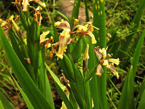 Stinking Iris Flowers Wallpaper