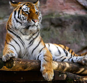 Stoic Majestic Resting Tiger Hd Wallpaper