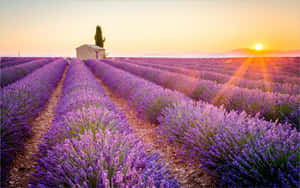 Stone Cabin On A Lavender Field At Sunrise Wallpaper