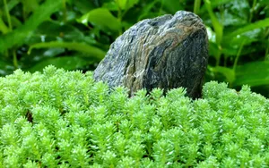 Stone On Garden Grass Wallpaper