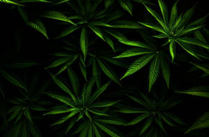 Stoner Lush Marijuana Wallpaper