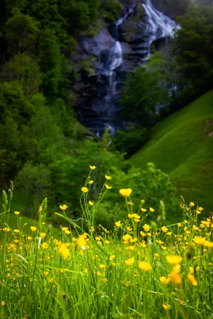 Stream By The Meadow Wallpaper