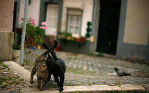 Streetwise Feline Friends.jpg Wallpaper