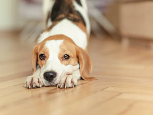 Stretching Beagle Puppy Wallpaper