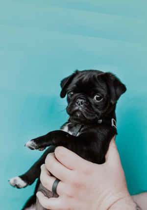 Strike A Pose Pug Dog Wallpaper