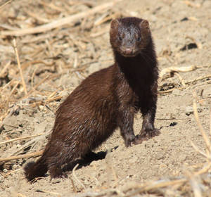 Striking Brown Mink Wallpaper