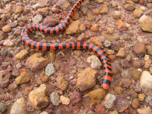 Striking Image Of A False Coral Snake On Roughened Terrain Wallpaper