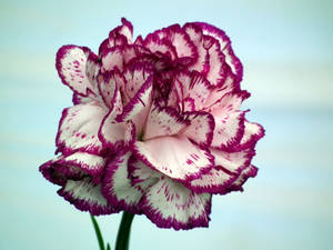 Striped Carnation Flower Wallpaper