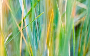 Striped Dry Green Grass Wallpaper