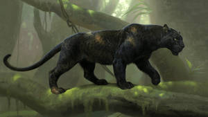 Strong Black Panther Animal Wallpaper