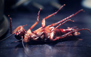 Stumbling Smokey Brown Cockroach Wallpaper