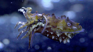 Stumpy-spined Cuttlefish Or Dwarf Cuttlefish Wallpaper