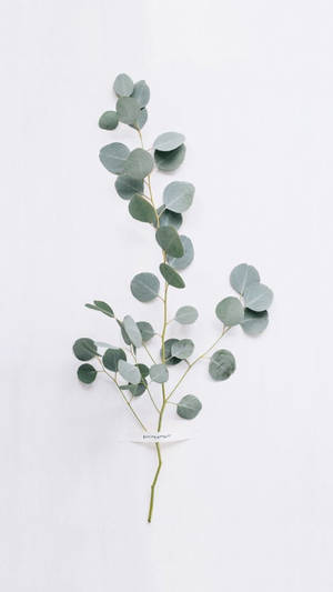 Stunning Artificial Eucalyptus Plant| Wallpaper