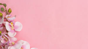 Stunning Baby Pink Orchids Blooming Wallpaper