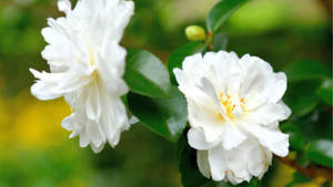 Stunning Camellia Sasanqua In Full Bloom Wallpaper