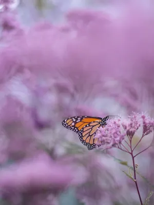 Stunning Close-up Of A Colorful Butterfly Wallpaper