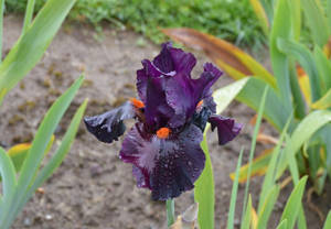 Stunning Close-up Of A Dracula's Kiss Bearded Iris Flower Wallpaper