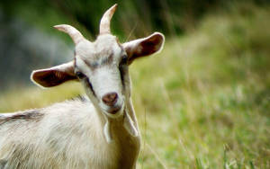 Stunning Goat With Distinctive Black Spot Wallpaper