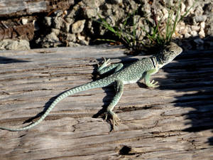 Stunning Portrait Of A Collared Lizard In Nature Wallpaper