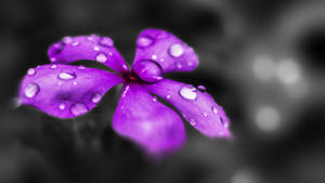 Stunning Purple Flower In Monochrome Wallpaper