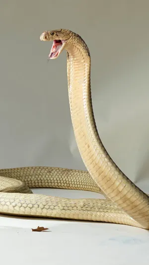 Stunning Shades Of Blue On This Uniquely Cool Snake Wallpaper