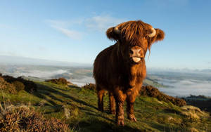 Stunning Shot Of Highland Cow Grazing During The Golden Hour Wallpaper