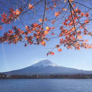 Stunning Vibrancy Of Japanese Maple Leaves Wallpaper