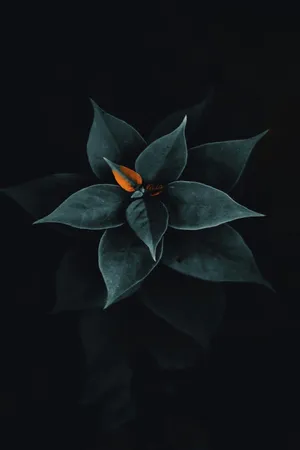 Stylish Black And Gold Desktop Wallpaper Wallpaper