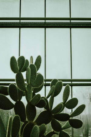 Succulent Cactus By The Window Wallpaper