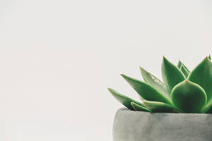 Succulent Plant White Minimalist Wallpaper